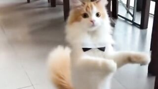 kucing pelayan restoran
