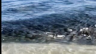 Ocean Turns Dark! Thousands of Fish Swarming the Shore