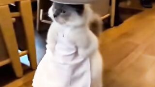 kucing bawa makanan