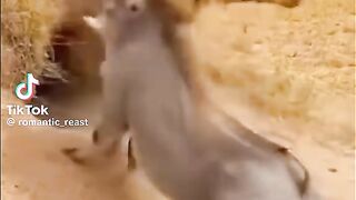 Mr warthog King of runs in the jungle