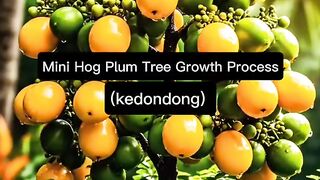Mini Hog Plum Tree Growth Process