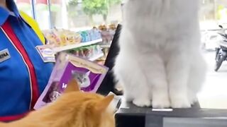 oyen rebut whiskas