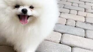 Adorable mini snowball.