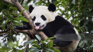 How to cancel Norton Subscription And Get Refund subscription?