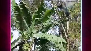 Kesetrum Saat Menebang Pohon! Warga Mijen Tewas Seketika Disambar Listrik