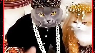 The excitement of the cat wedding event