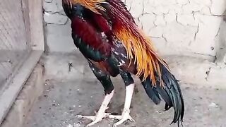 The king cook