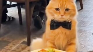 kucing bawa makanan