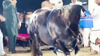 Horse riding