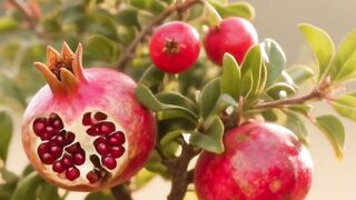 Mini Pomegranate Tree Growth Process