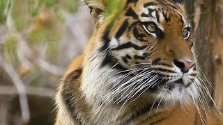 Beyond the Lens Epic Wildlife Encounters HD