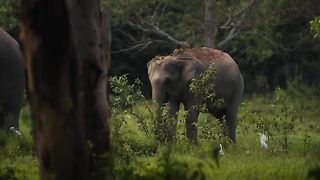 The Worlds Wildlife in Ultra High Definition 4K