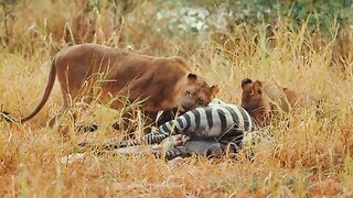 4K Immersion with Earths Most Magnificent Animals