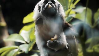 Cinematic Journey into the Worlds Last Wild Places ULTRA HD WILD