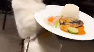 Kucing putih pelayan restoran