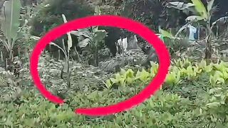 Berita vIral Adobet88