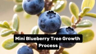 Mini Blueberey Tree Growth Process