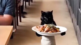 Kucing hitam