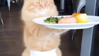 Kucing pelayan restoran