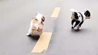 Cute Puppies Playing Around