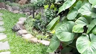 Luxury house with a fairly large garden