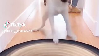 Are cats really smarter than dogs?