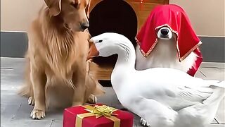 A tense traditional wedding