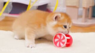 Playful little kittens and the ever-hungry Caramel