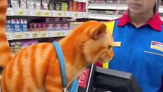 Kucing lucu