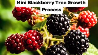 Mini Blackberry Tree Growth Process