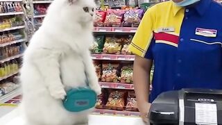 Kucing anggora