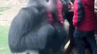 Gorilla Couples Funny Behaviors Behind Glass  Real Zoo Moments