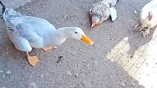 Duck vs Fox Intense Farmyard Clash Captured in 4K