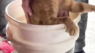 Moment pertama kali kucing mandi