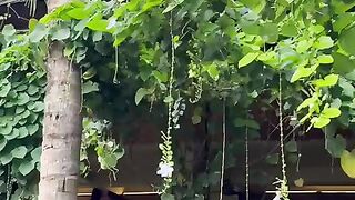 Luxury house with a fairly large garden 2