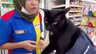 Kucing sedang belanja