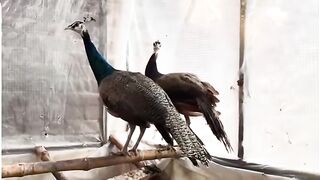Beautiful peacocks