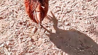 Chicken beautiful
