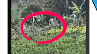 Seekor Harimau Sumatera terluka akibat ranjau babi