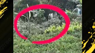 ada penampakan di semak-semak