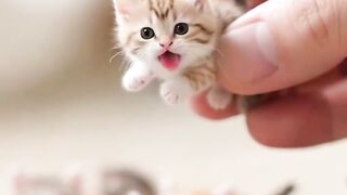 Cat mini