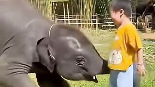 Little boy having fun with baby elephant