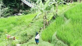 Journey to the village in the middle of the rice fields