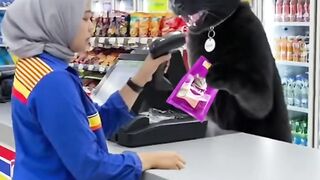 Kucing ku