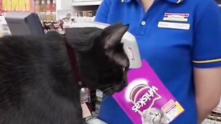 Si hitam beli whiskas