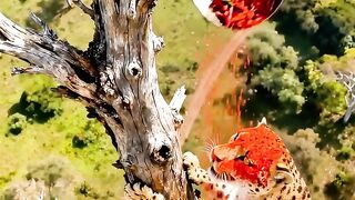 Stupid tiger who was tricked by a monkey