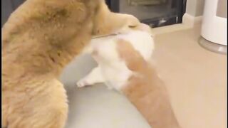 Fighting over two dogs food