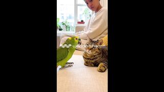 Parrot funny video