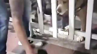 Tingkah Lucu Anjing