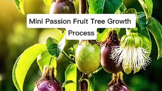 Mini Passion Fruit Tree Growth Process